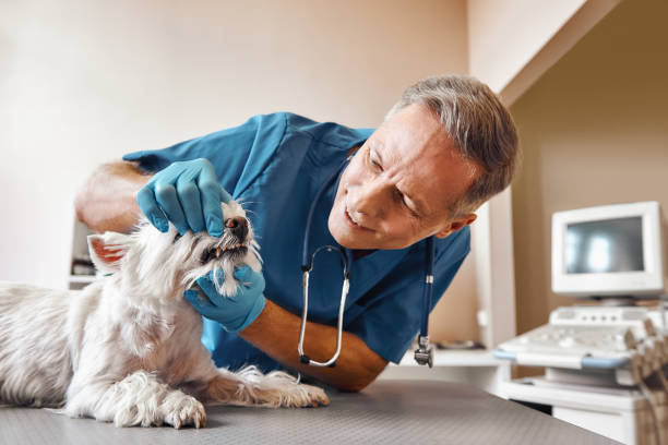 Best Chipped Tooth Repair Near Me  in New Brighton, PA